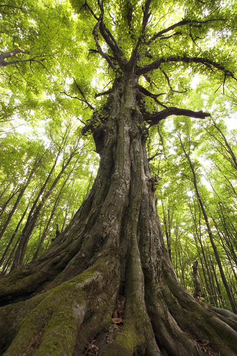 vertical-tree